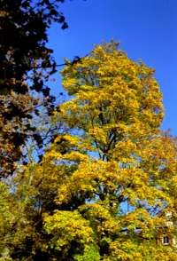 Goldener Herbst in T&uuml;bingen
